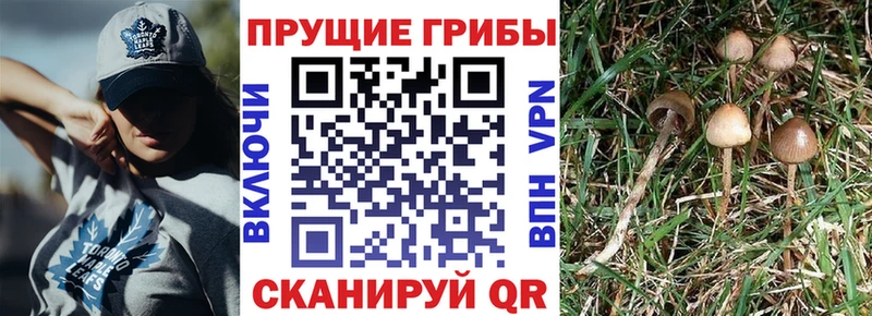 цена наркотик  Салаир  Псилоцибиновые грибы Cubensis 